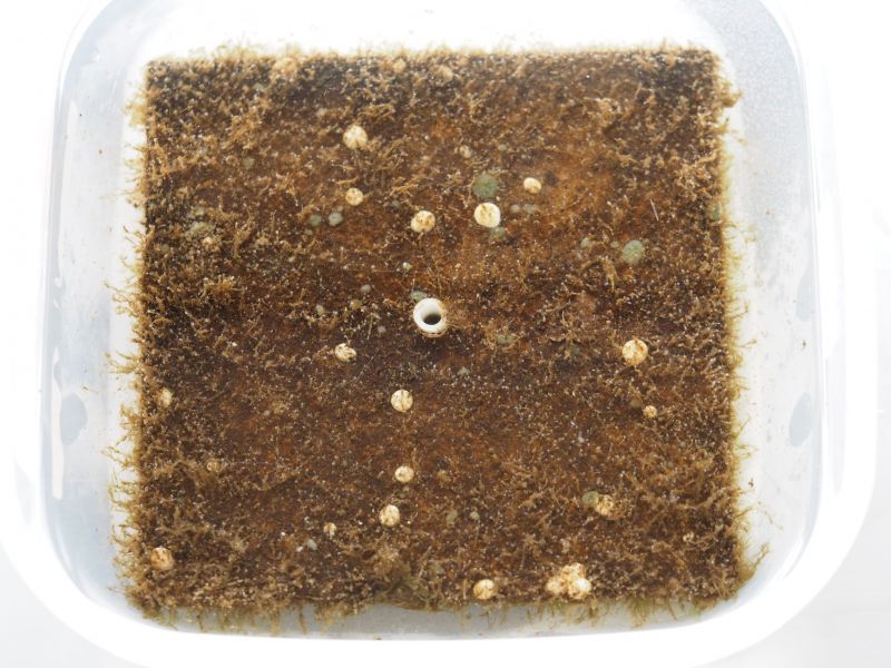 Panel PVC (powyżej) i krabik amerykański Rhithropanopeus harrisii (poniżej; zdjęcia: R. Barzana