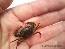 krab