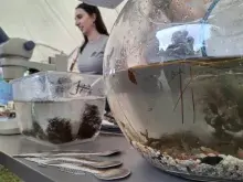 Fotorelacja z II Pikniku Bałtyckiego 3