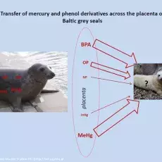 Transfer of mercury and phenol derivatives across the placenta of Baltic grey seals (Halichoerus grypus grypus)