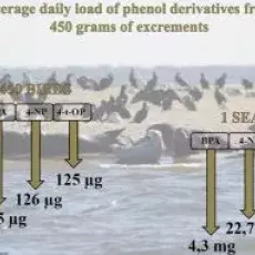 Could biotransport be an important pathway in the transfer of phenol derivatives into the coastal zone and aquatic system of the Southern Baltic?