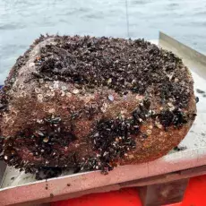 Prace terenowe: foto Zuzanna Czenczek